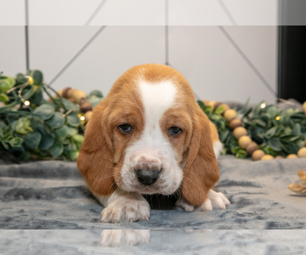 Medium Photo #3 Basset Hound Puppy For Sale in FRESNO, OH, USA