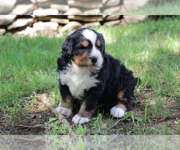 Medium Photo #4 Bernese Mountain Dog Puppy For Sale in BERNVILLE, PA, USA
