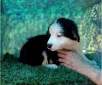 Small Photo #20 Australian Shepherd Puppy For Sale in SYLVA, NC, USA