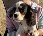 Small #9 Cavalier King Charles Spaniel