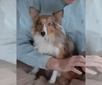 Small #1 Mutt