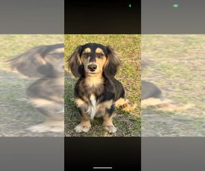 Mother of the Dachshund puppies born on 09/04/2026