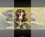 Small Photo #1 Dachshund Puppy For Sale in UNADILLA, GA, USA