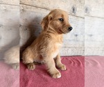 Litter of 10 - Male(s) and Female(s) Golden RetrieverLitter of Puppies for Sale - Photo #7