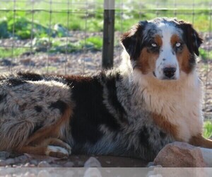 Mother of the Australian Shepherd puppies born on 07/01/2026