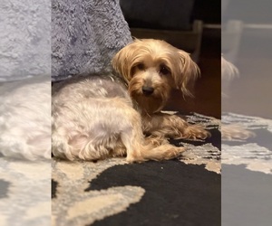 Mother of the Yorkshire Terrier puppies born on 05/19/2026