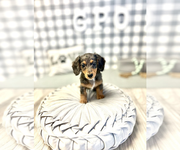 Medium Photo #2 Dachshund Puppy For Sale in MARIETTA, GA, USA