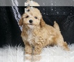 Small Photo #53 Maltipoo Puppy For Sale in WARSAW, IN, USA