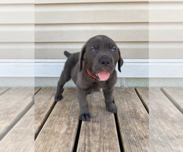 Medium Photo #2 Cane Corso Puppy For Sale in DALE, TX, USA