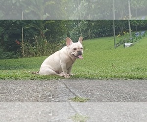 Mother of the French Bulldog puppies born on 06/07/2019
