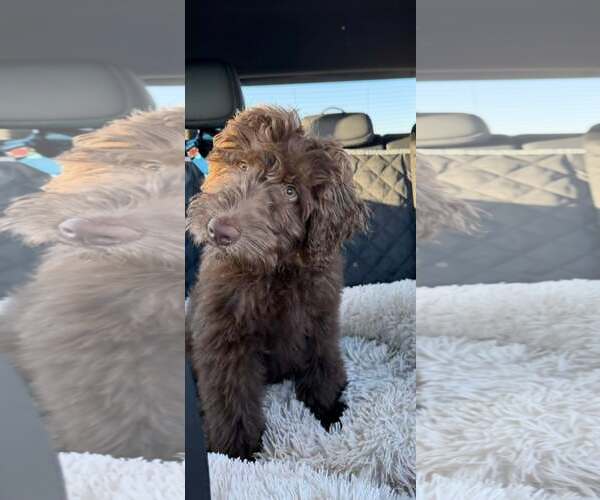 Medium Photo #2 Labradoodle Puppy For Sale in Turlock, CA, USA