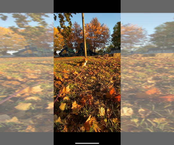 Medium Photo #16 Pembroke Welsh Corgi Puppy For Sale in INDEPENDENCE, MO, USA