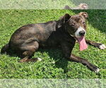 Small Plott Hound Mix