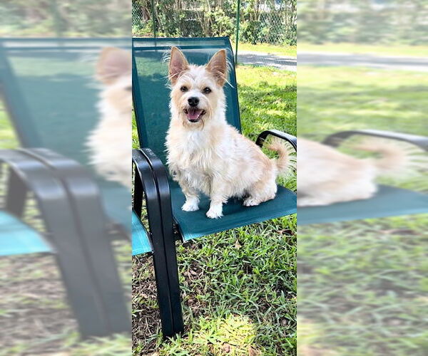 Medium Photo #3 Mutt Puppy For Sale in Weston, FL, USA