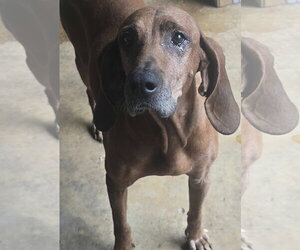 Ladybird - Female Redbone Coonhound Dog for Adoption - Photo #2