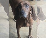 Small Photo #2 Redbone Coonhound Puppy For Sale in Alexander, AR, USA