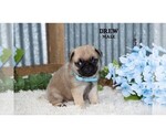 Small #22 Pug