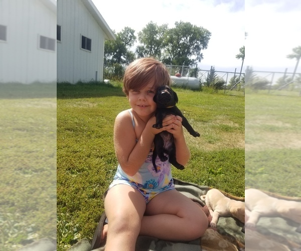 Medium Photo #3 Labrador Retriever Puppy For Sale in JACKSON, MN, USA