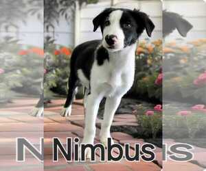 Nimbus - Male Border Collie Dog for Adoption - Photo #2