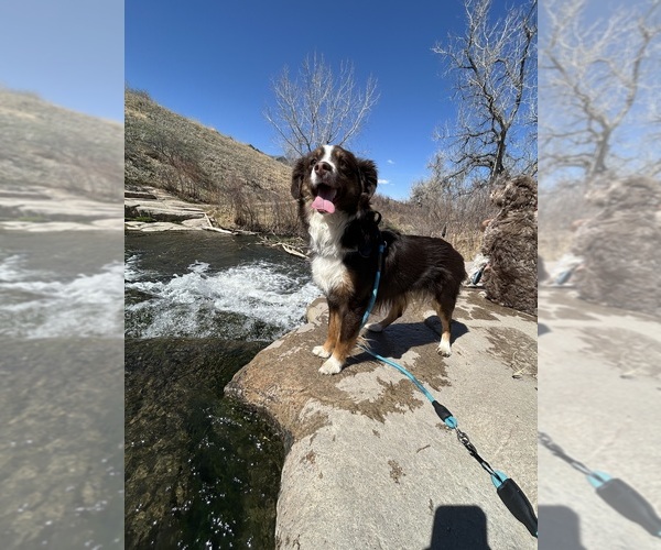 Medium Photo #1 Miniature Australian Shepherd Puppy For Sale in PARKER, CO, USA