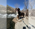 Small Photo #1 Miniature Australian Shepherd Puppy For Sale in PARKER, CO, USA