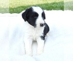Small Photo #2 Bordoodle Puppy For Sale in CARLISLE, KY, USA
