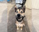 Small #1 Huskies  Mix