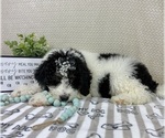 Small #4 Bernedoodle (Miniature)