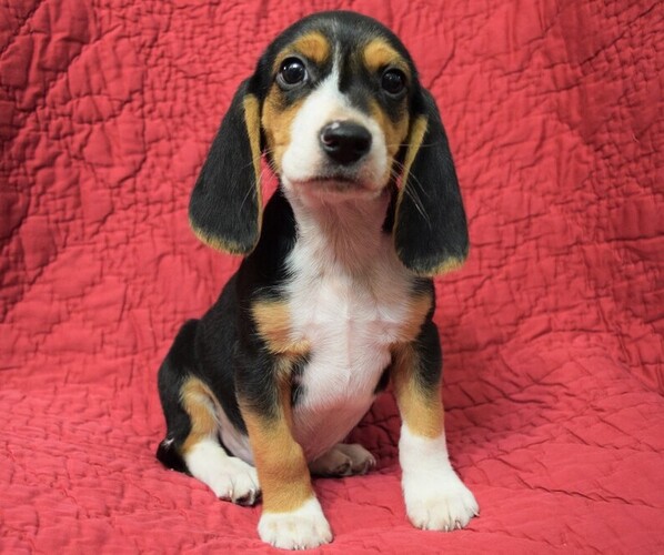 Medium Photo #1 Beagle Puppy For Sale in BLAINE, WA, USA