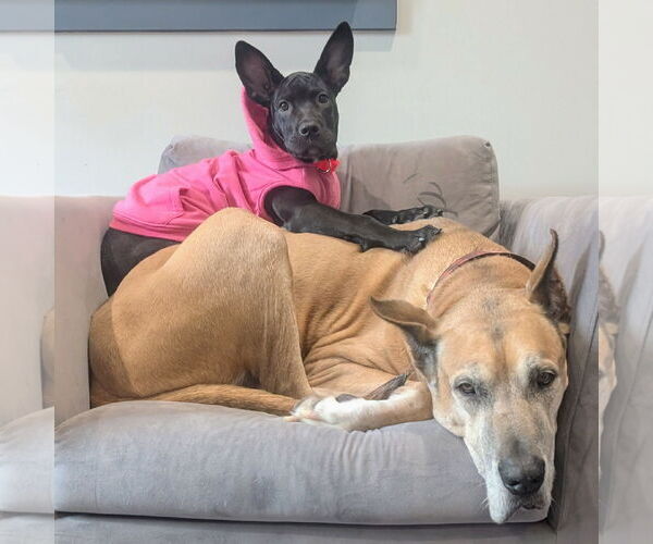 Medium Photo #3 Great Dane-Unknown Mix Puppy For Sale in Huntersville, NC, USA