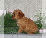 Small #1 Cavapoo