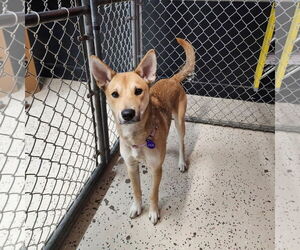 Mutt Dogs for adoption in Fargo, ND, USA