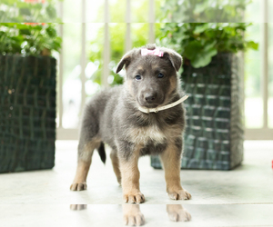 German Shepherd Dog Puppy for sale in GOSHEN, IN, USA