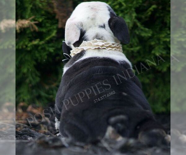 Medium Photo #6 Bulldog Puppy For Sale in WARSAW, IN, USA