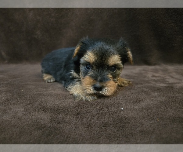 Medium Photo #7 Yorkshire Terrier Puppy For Sale in CARLYLE, IL, USA