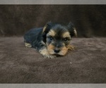 Small #6 Yorkshire Terrier