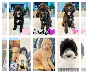 Double Doodle Puppy for sale in ROSEVILLE, CA, USA