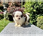 Small #19 Shih Tzu