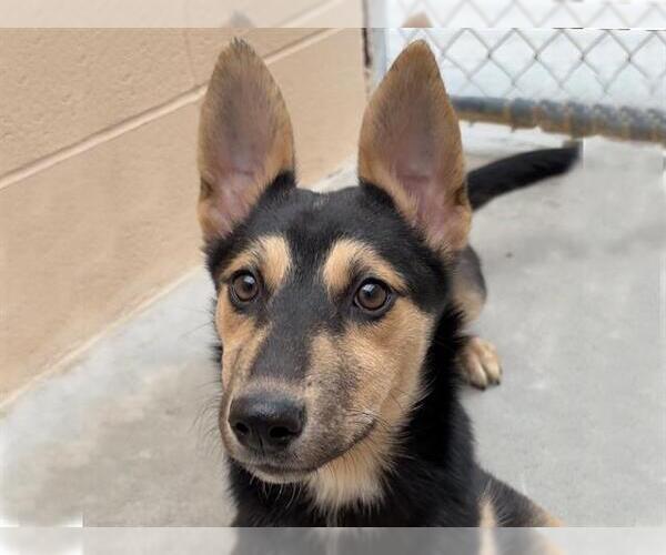 Medium Photo #1 Gerberian Shepsky Puppy For Sale in Ojai, CA, USA