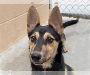 Gerberian Shepsky Dogs for adoption in Ojai, CA, USA