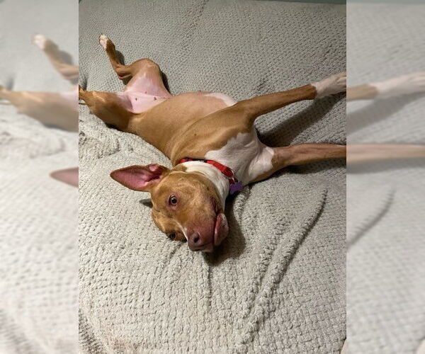 Medium Photo #2 American Bulldog-Labrador Retriever Mix Puppy For Sale in Decatur, GA, USA