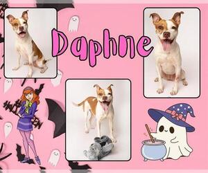 Mutt Dogs for adoption in Pearland, TX, USA