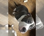 Small Photo #1 American Pit Bull Terrier Puppy For Sale in CHICAGO, IL, USA
