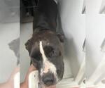 Small American Pit Bull Terrier Mix