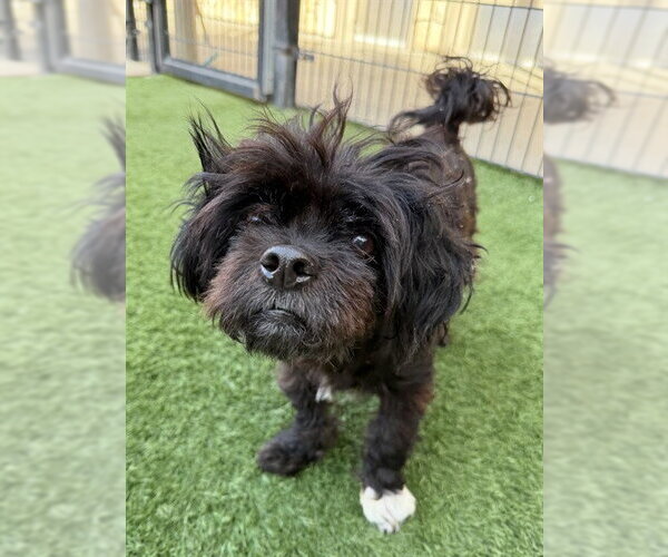 Medium Photo #1 Peke-A-Poo Puppy For Sale in Sacramento, CA, USA