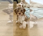 Small #5 Bernedoodle