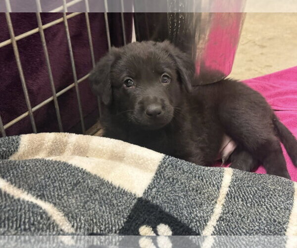 Medium Photo #3 Border Collie-Unknown Mix Puppy For Sale in Cave Creek, AZ, USA