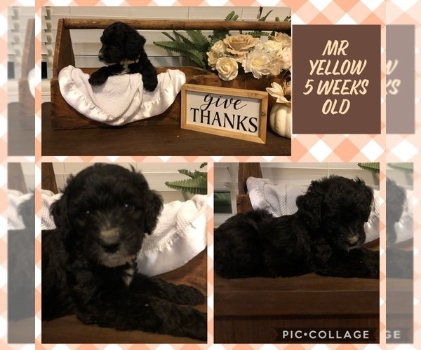 Medium Photo #1 Goldendoodle Puppy For Sale in DUNCAN, NC, USA