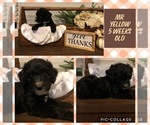 Small Photo #1 Goldendoodle Puppy For Sale in DUNCAN, NC, USA