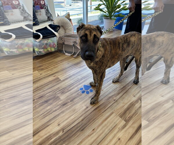 Medium Photo #1 Mutt Puppy For Sale in Rowlett, TX, USA